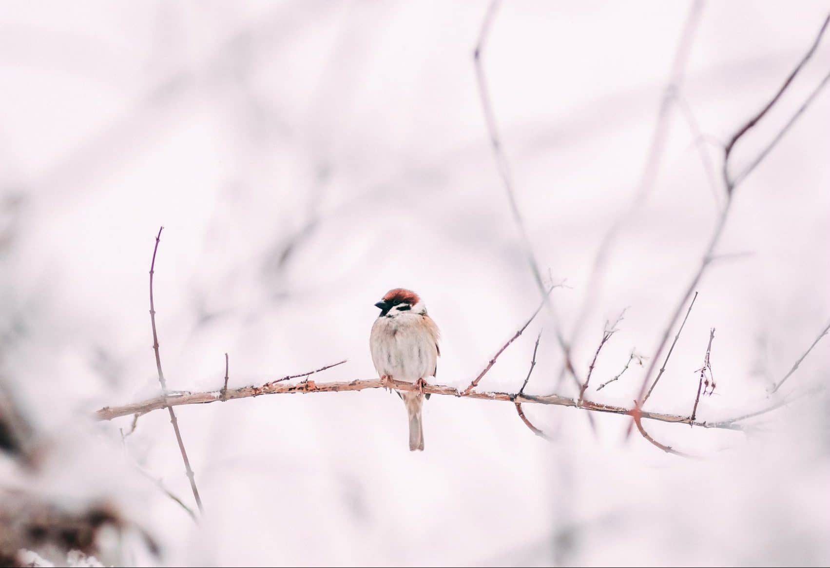 vogel in de sneeuw