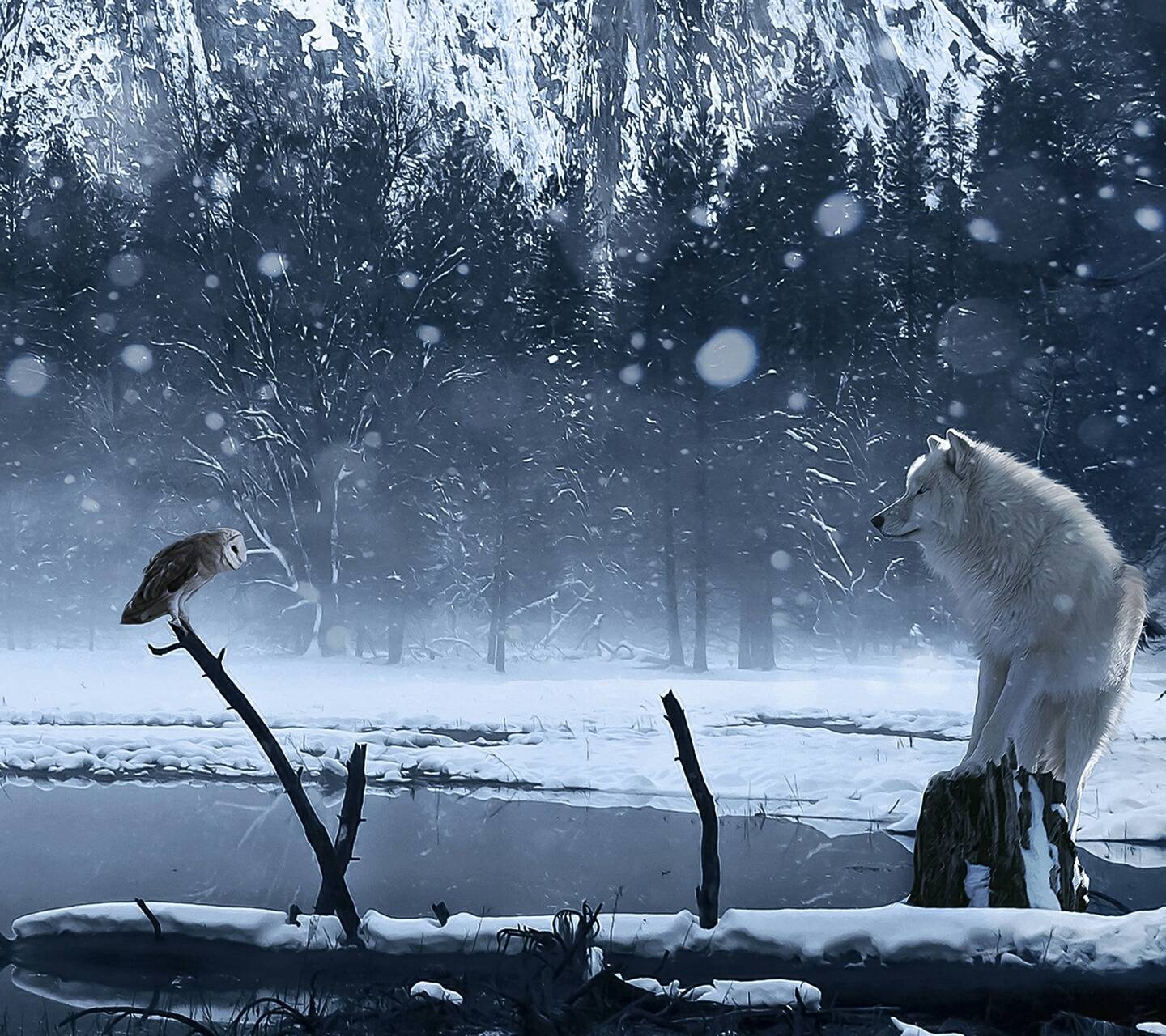 uil en wolf uil en wolf